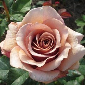 Mocha-Rosa
