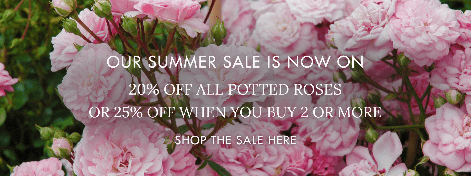20% Off Summer Sale