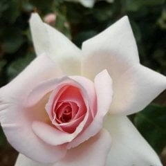 Hybrid Teas