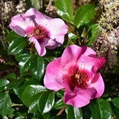 Floribunda