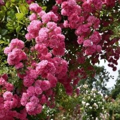 Rambling Roses