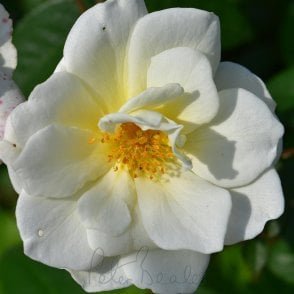 Moonlight Bare Root Rose