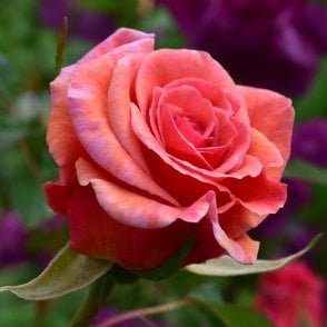 Mrs Sam Mcgredy Bare Root Rose