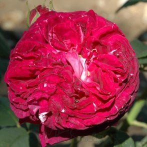 Mrs Yamada Bare Root Rose