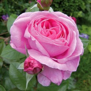 Mum In A Million (Standard) Potted Rose