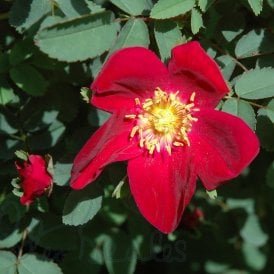 Murjami (Shrub Rose)