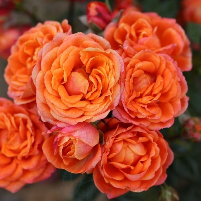 My Angel (Patio Rose)