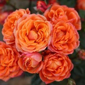 My Angel (Patio Rose)