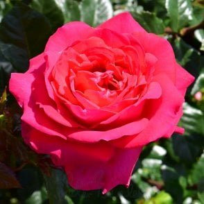 My Dad Bare Root Rose