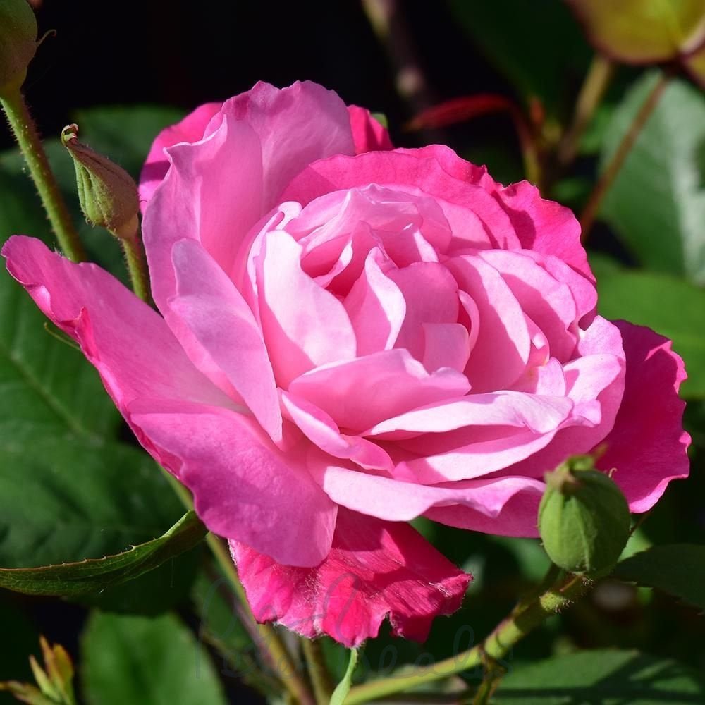 Red Roses Nelson Nelson's Journey - Roses from Peter Beales Roses UK
