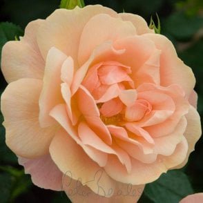 New Beginnings Potted Rose