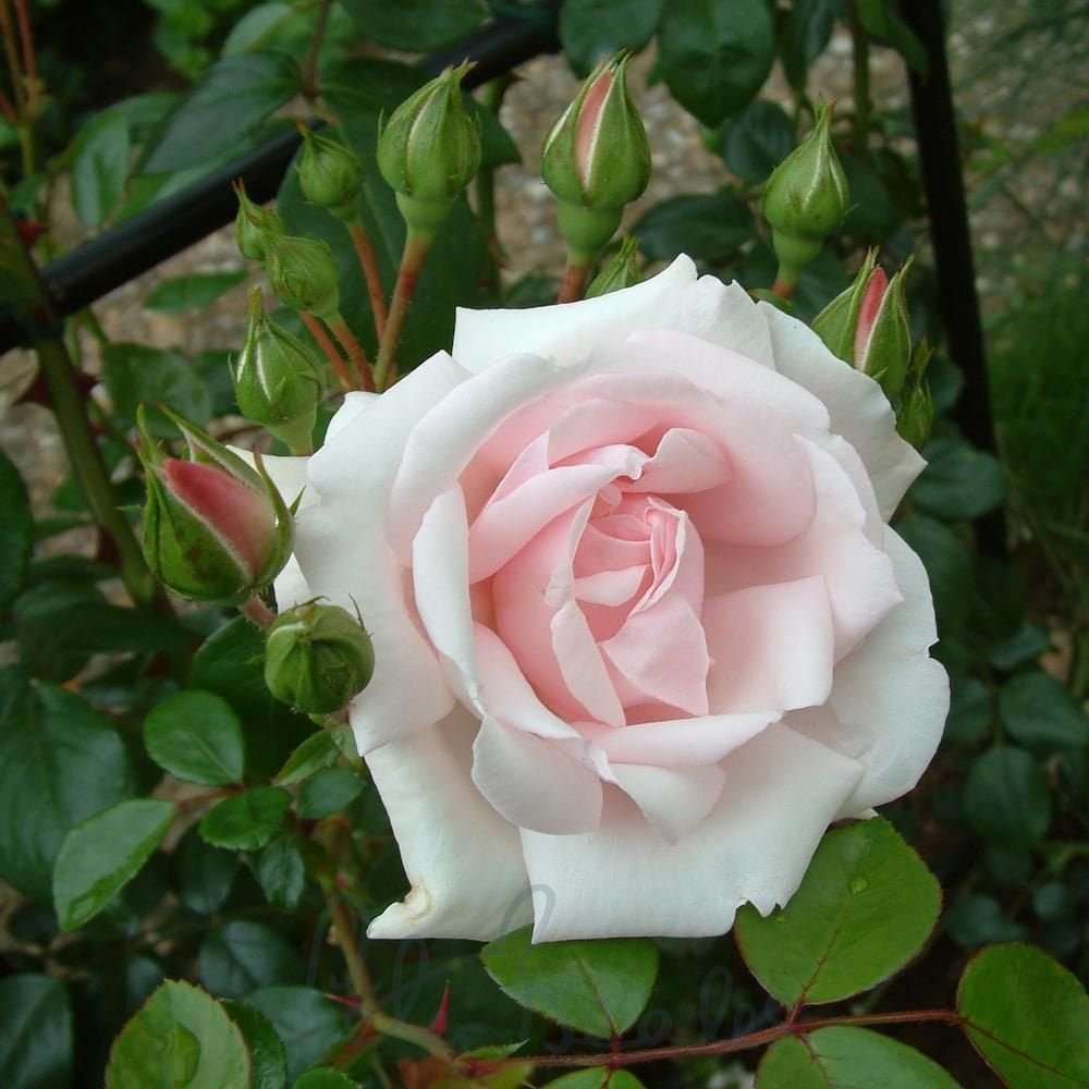 Pink Weeping Roses Images Roses New Dawn Rose Pink Climbing Roses Fragrant Rose