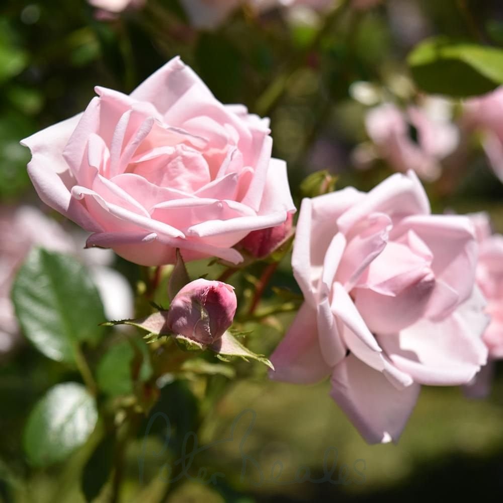 Pink Weeping Roses A Rose New York State Flower Rose SnapBlooms Blogs