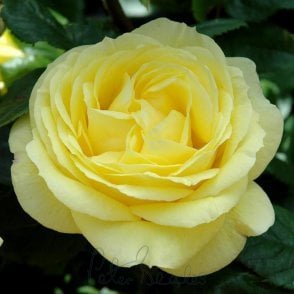 Norwich Union Potted Rose