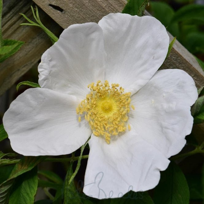 Nyveldt'S White
