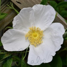 Nyveldt'S White