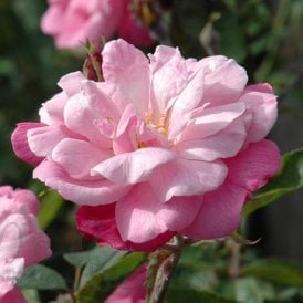 Old Blush (Bush)