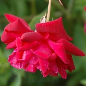 Old Crimson China