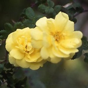 Old Yellow Scotch Bare Root Rose