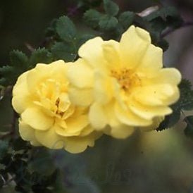 Old Yellow Scotch