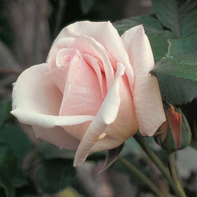 Ophelia (Bush)