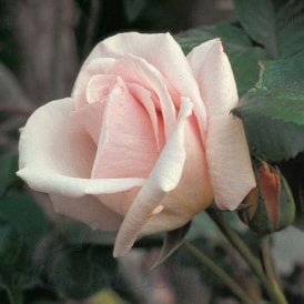 Ophelia (Climber)