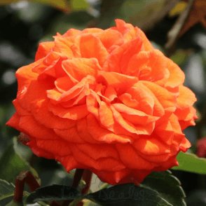 Orangerie Potted Rose