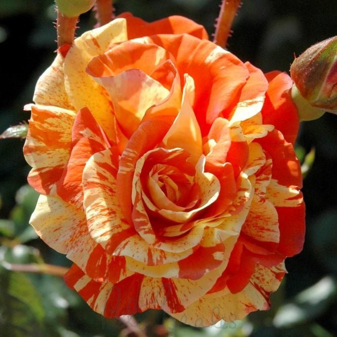 Lemon Roses Images Oranges And Lemons - Roses from Peter Beales Roses UK