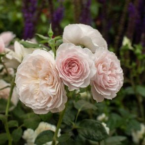 Our Beth Potted Rose
