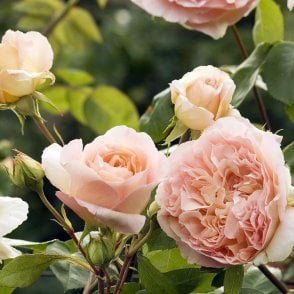 Papi Delbard Bare Root Rose