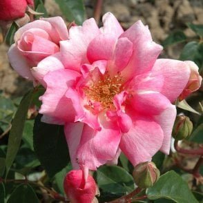 Papillon Bare Root Rose