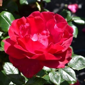 Papworth's Pride Bare Root Rose