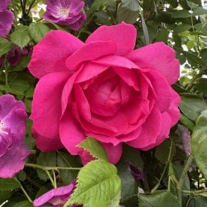 Parade Potted Rose