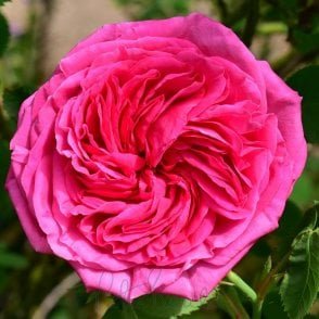 Paul Ricault Bare Root Rose