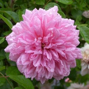 Paul Transon Bare Root Rose