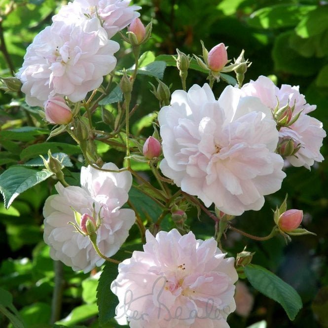 Paul's Himalayan Musk