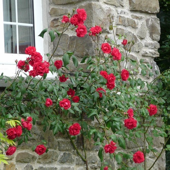 Paul's Scarlet