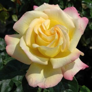 Peace Potted Rose