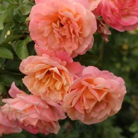 Peach Melba