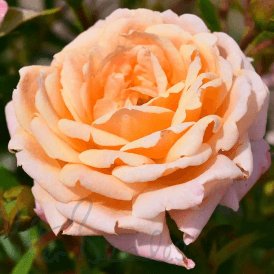 Peachy (Bush)