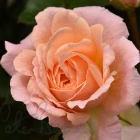 Peachy (Patio Standard)