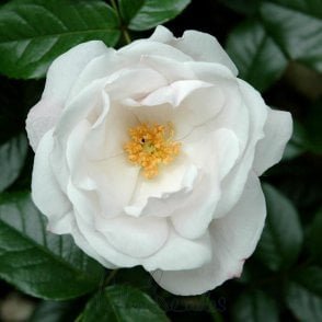 Pearl Drift Bare Root Rose
