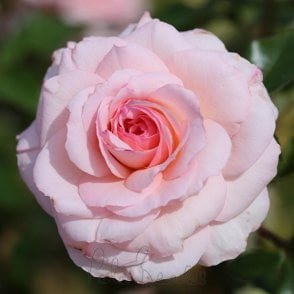 Pearl Potted Rose