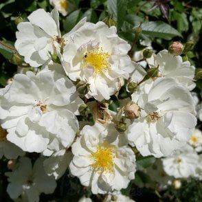 Penelope Hobhouse Potted Rose