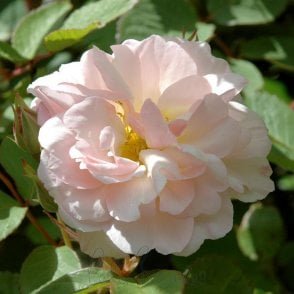 Penelope Bare Root Rose
