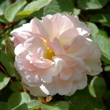 Penelope (Shrub Rose) Bundle