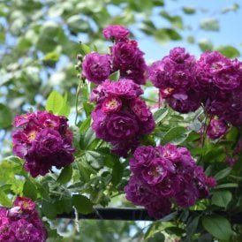 Perennial Blue