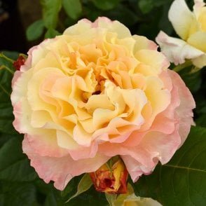 Perfect Harmony Bare Root Rose