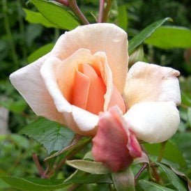 Perle D'Or