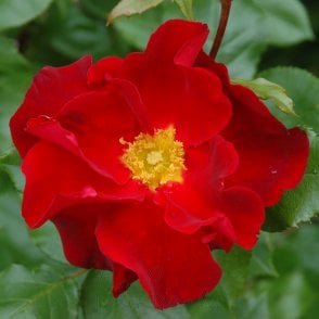 Peter Beales Bare Root Rose